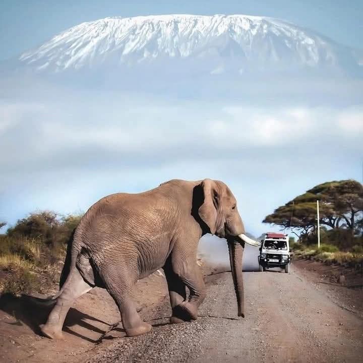 An elephant crossing the road in front of a safari vehicle below Kilimanjaro