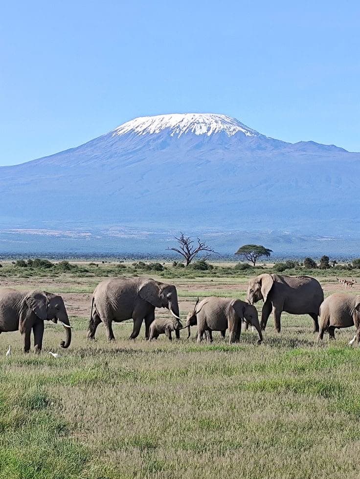 A herd of elephants grazing on the Amboseli plain with the snow cap of Kilimanjaro behind