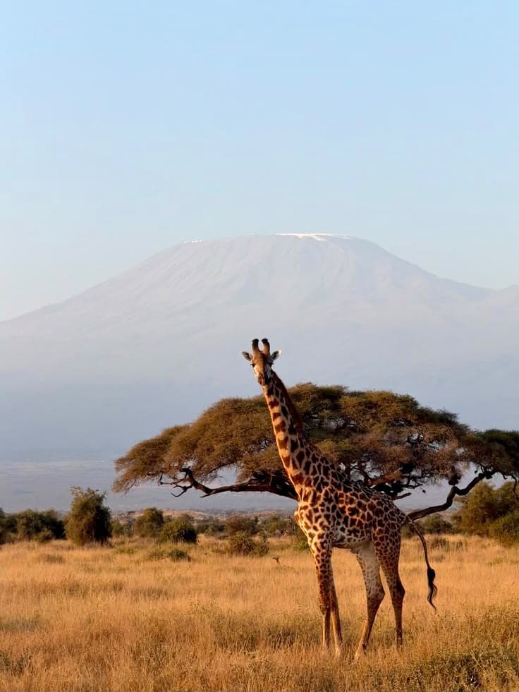 A giraffe beside a flat-topped acacia at first light, Kilimanjaro rising behind it