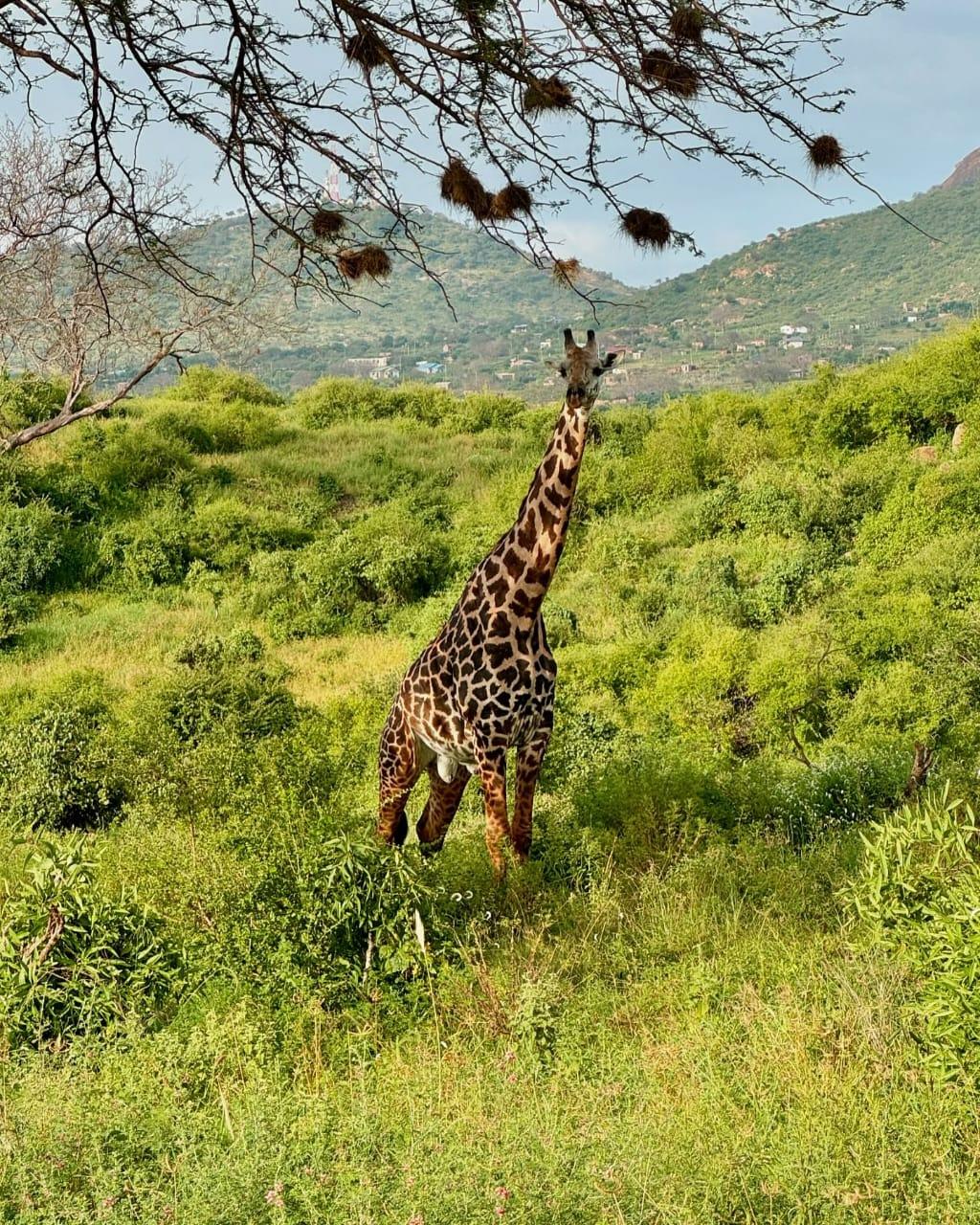 A giraffe browsing in green bush below the hills, seen through an acacia branch