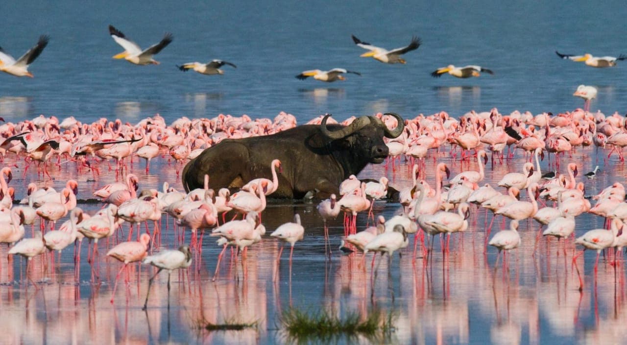 A buffalo standing in the shallows of Lake Nakuru surrounded by flamingos and pelicans