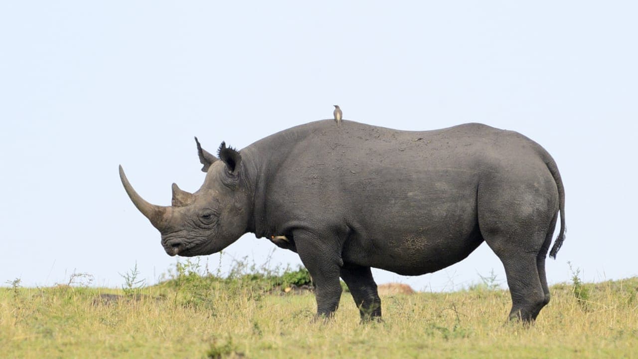 A rhino on open grassland with an oxpecker riding on its back