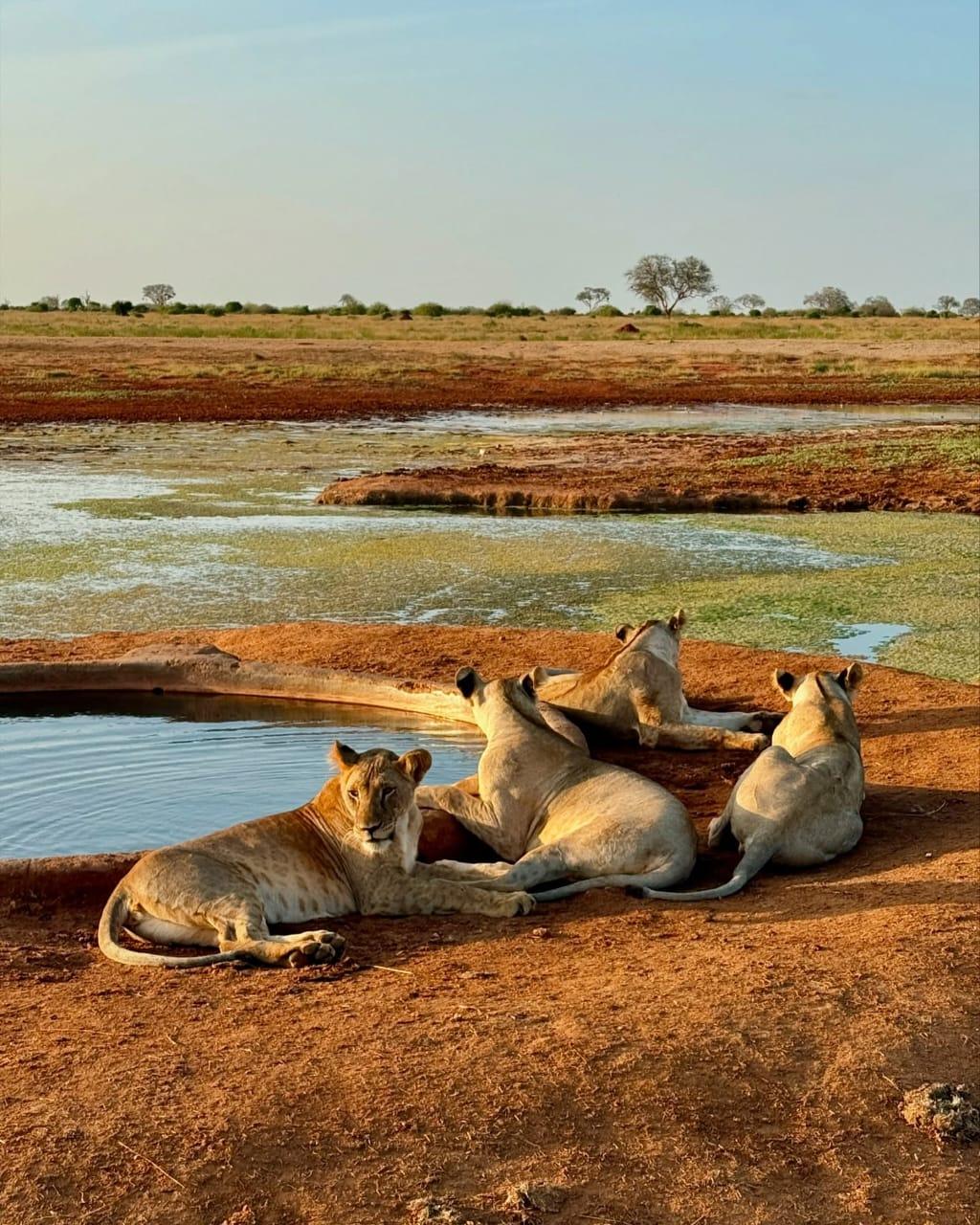 4 lions resting at the edge of a waterhole in Tsavo East at golden hour