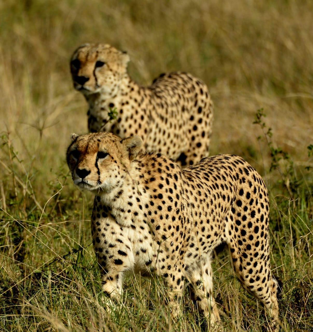 2 cheetahs standing in long grass, both fixed on the same thing