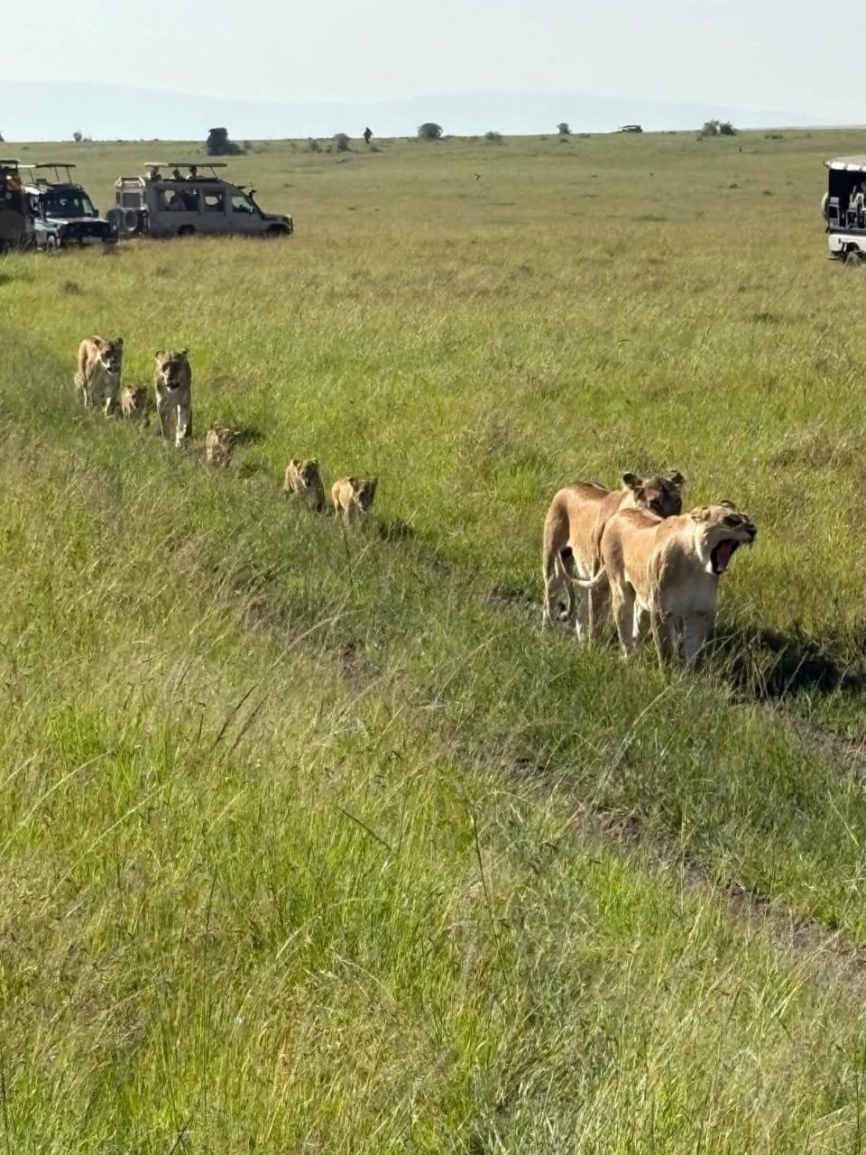 Lionesses leading small cubs through long grass, safari vehicles waiting on the ridge behind