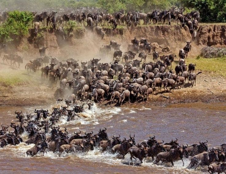 Thousands of wildebeest pouring down the bank and into the Mara River during the migration