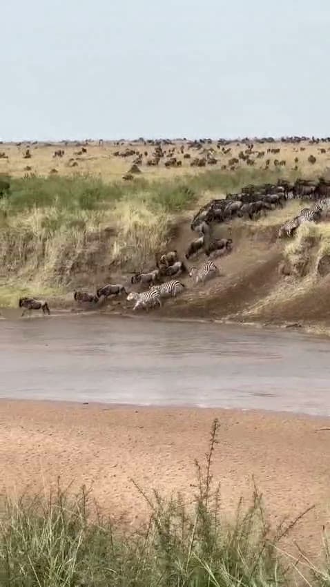 Wildebeest and zebra massed along the top of the Mara River bank, waiting to cross