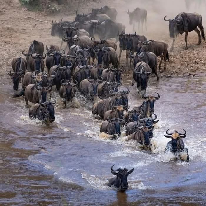 A column of wildebeest wading into the Mara River with dust still hanging over the bank