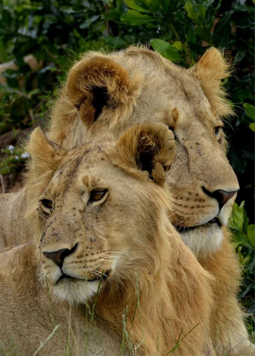 2 young male lions lying side by side in the shade of green bush