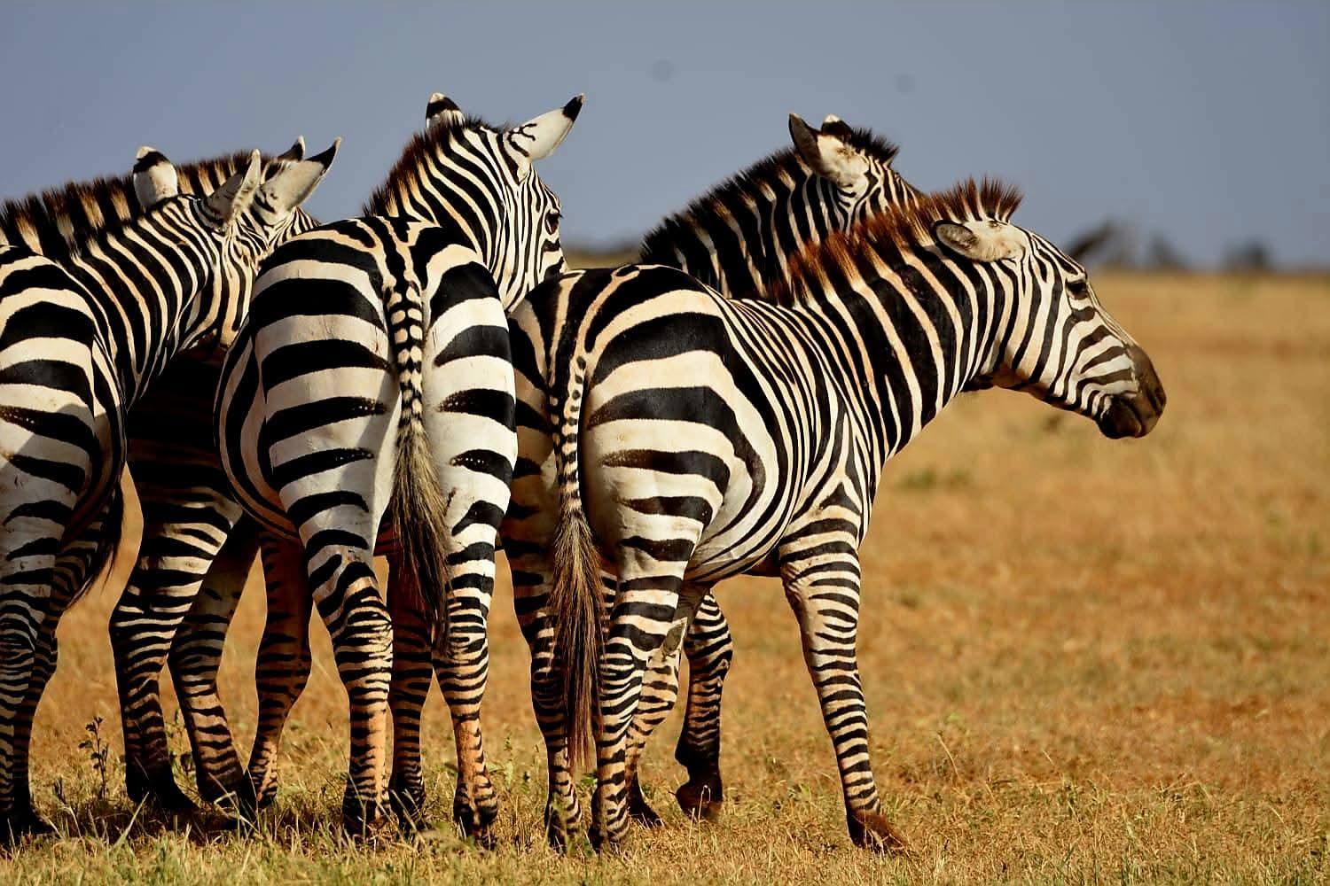 4 zebras standing close together in golden grass on the open plains