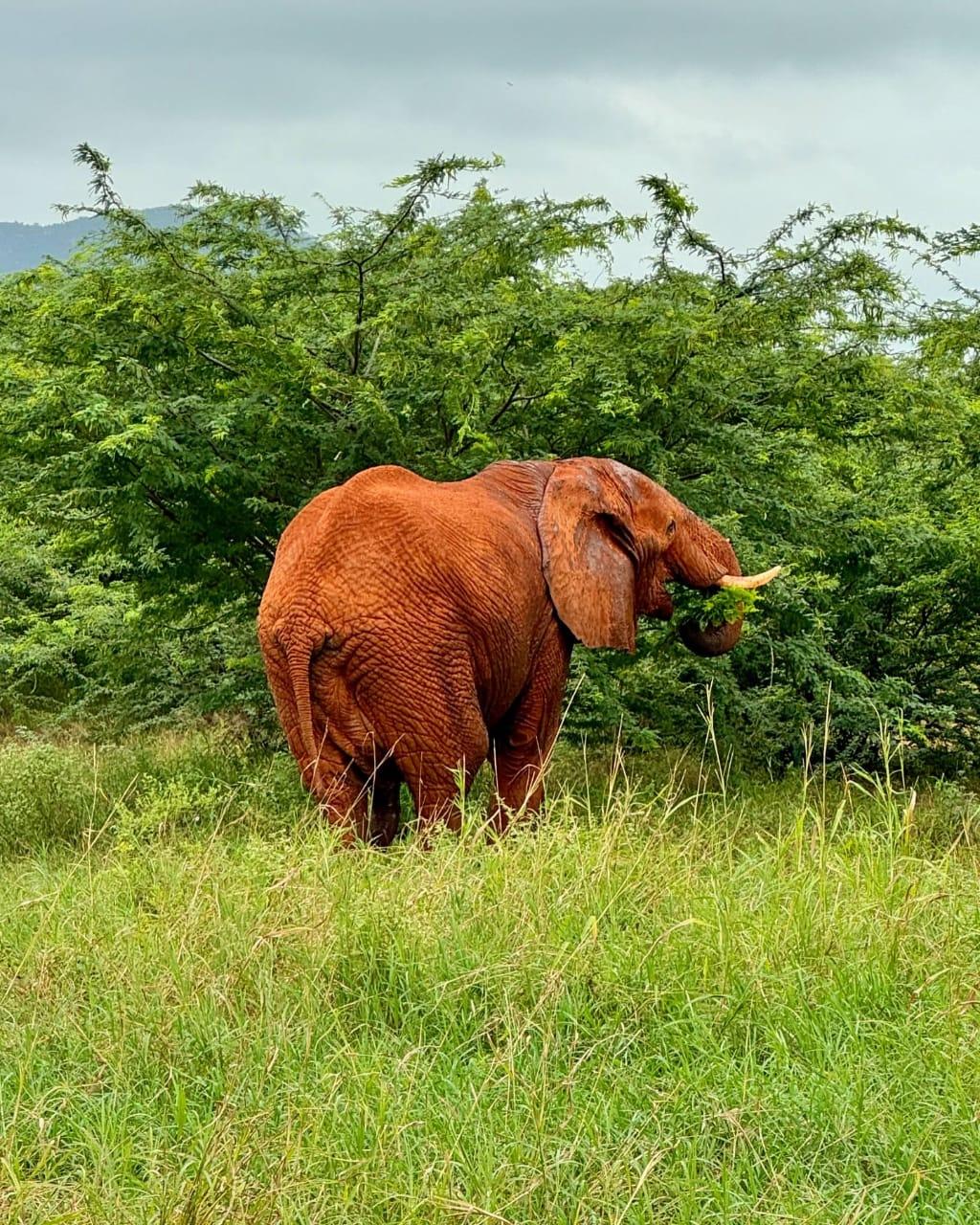 An elephant coated in Tsavo red soil feeding at the edge of the bush