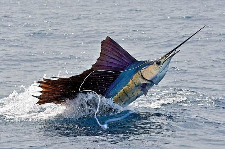 A hooked sailfish leaping clear of the water with its sail fully raised