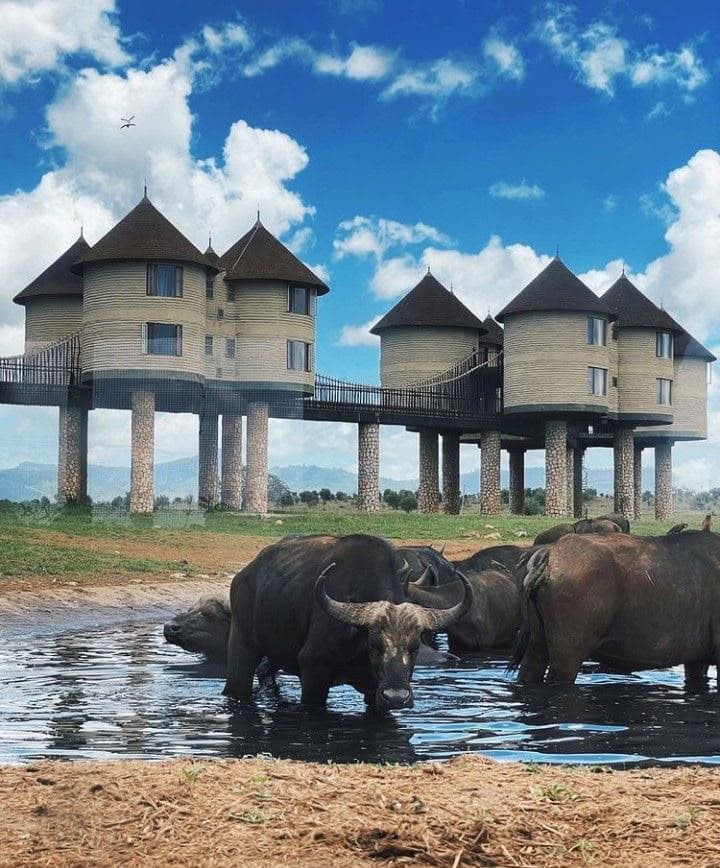 A herd of buffalo standing in the waterhole below the towers of Salt Lick Game Lodge