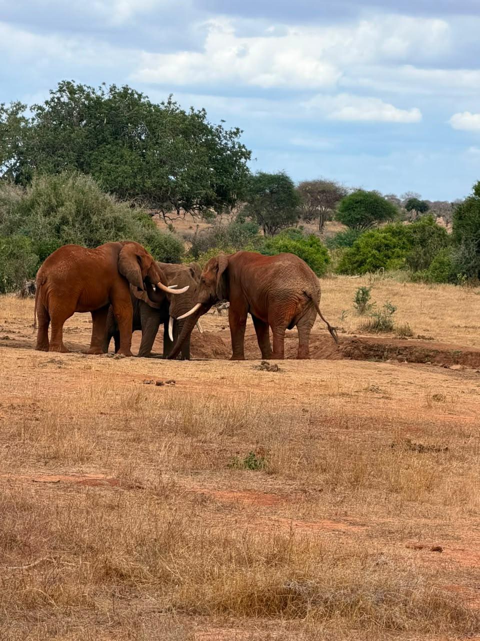 2 elephants stained red with Tsavo soil, tusks locked together at the edge of the bush