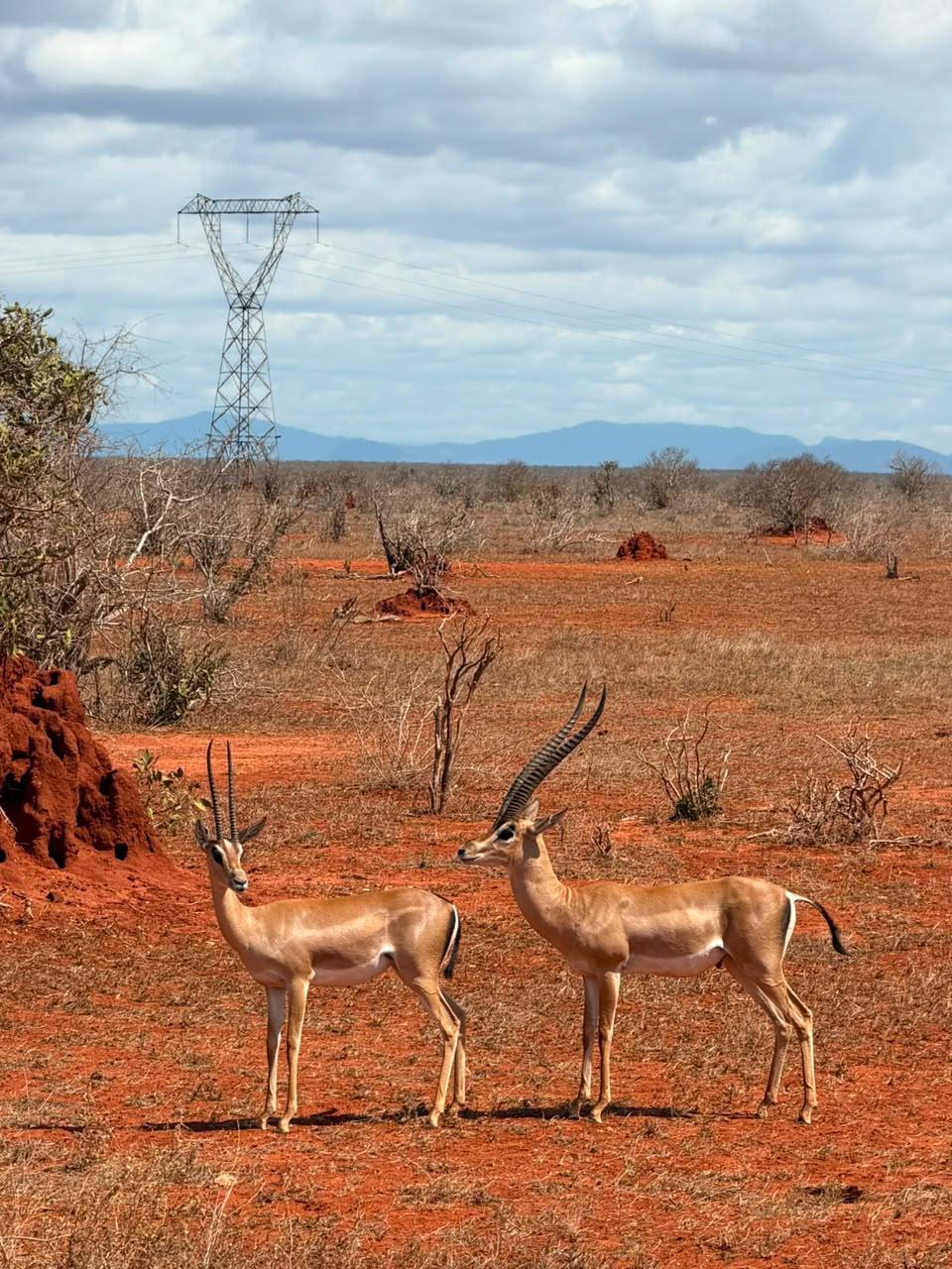 2 gazelles standing on red earth in Tsavo East, termite mounds and hills behind them