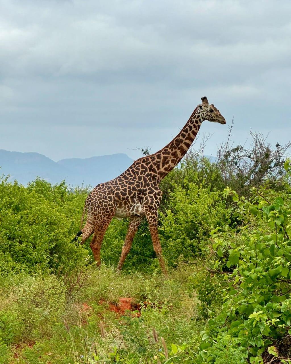 A giraffe moving through green bush after the rains, hills faint in the distance