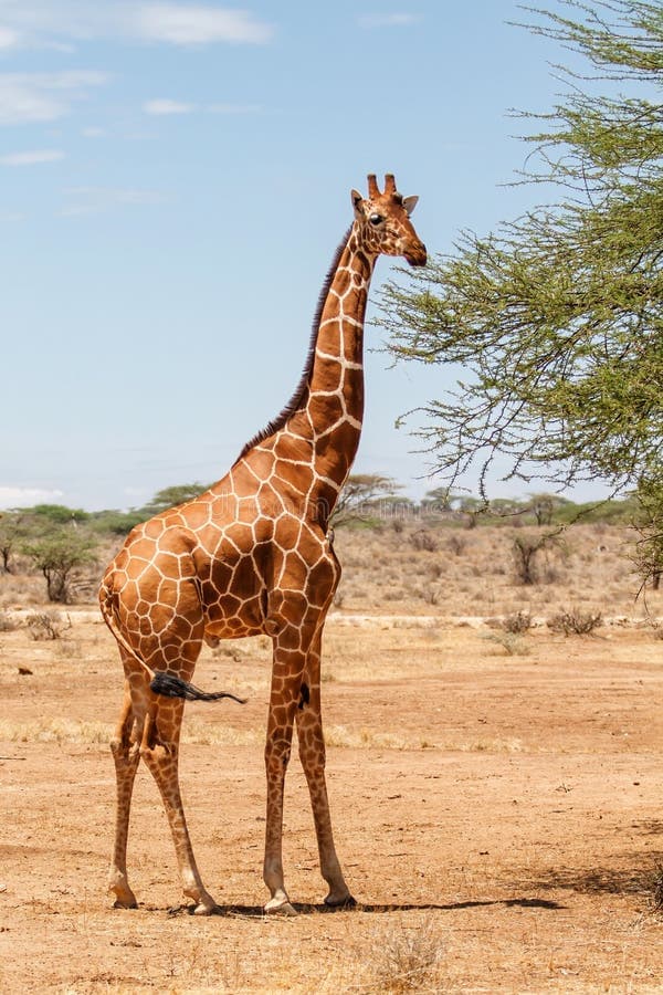A giraffe standing beside a thorn tree on dry open ground