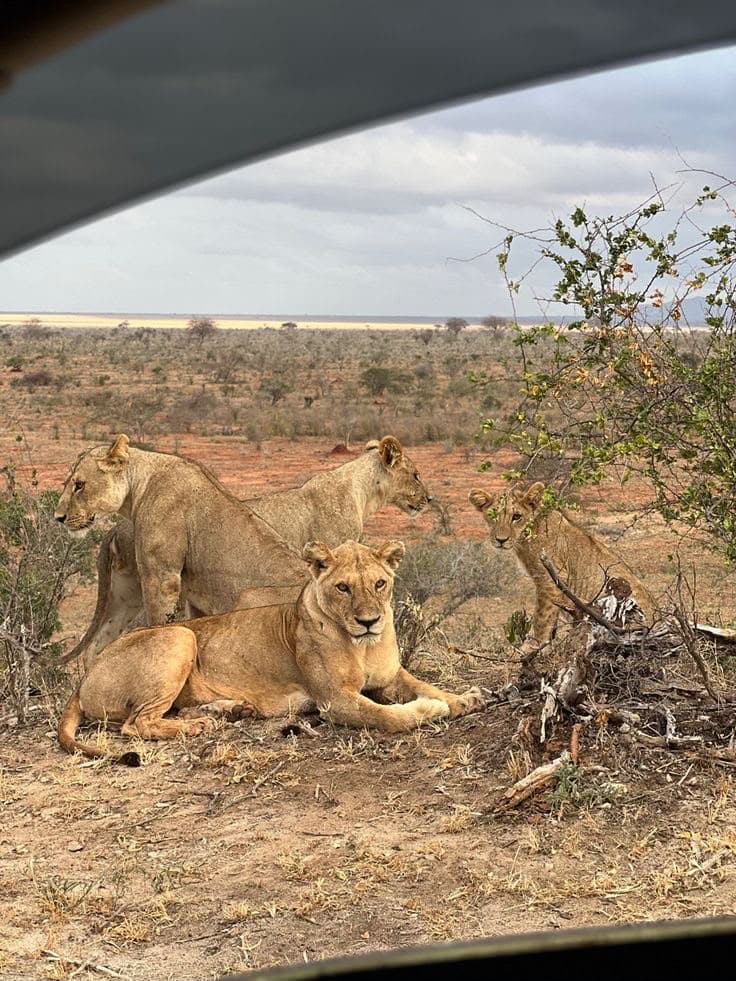 Lionesses and a cub resting in the scrub, seen from inside a safari vehicle
