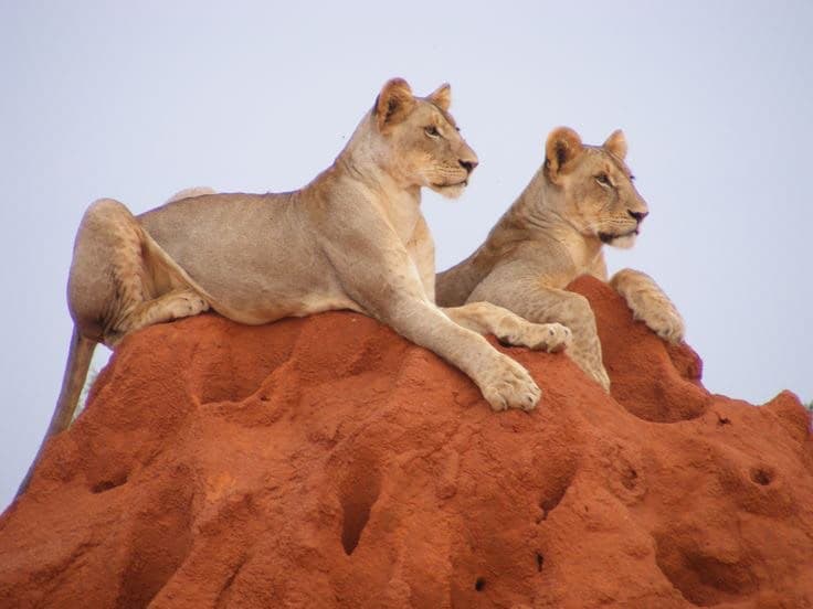 2 lionesses lying on a red termite mound, watching the bush below
