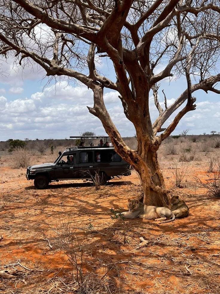 Lions lying in the shade of a bare tree on red soil, a safari vehicle stopped alongside
