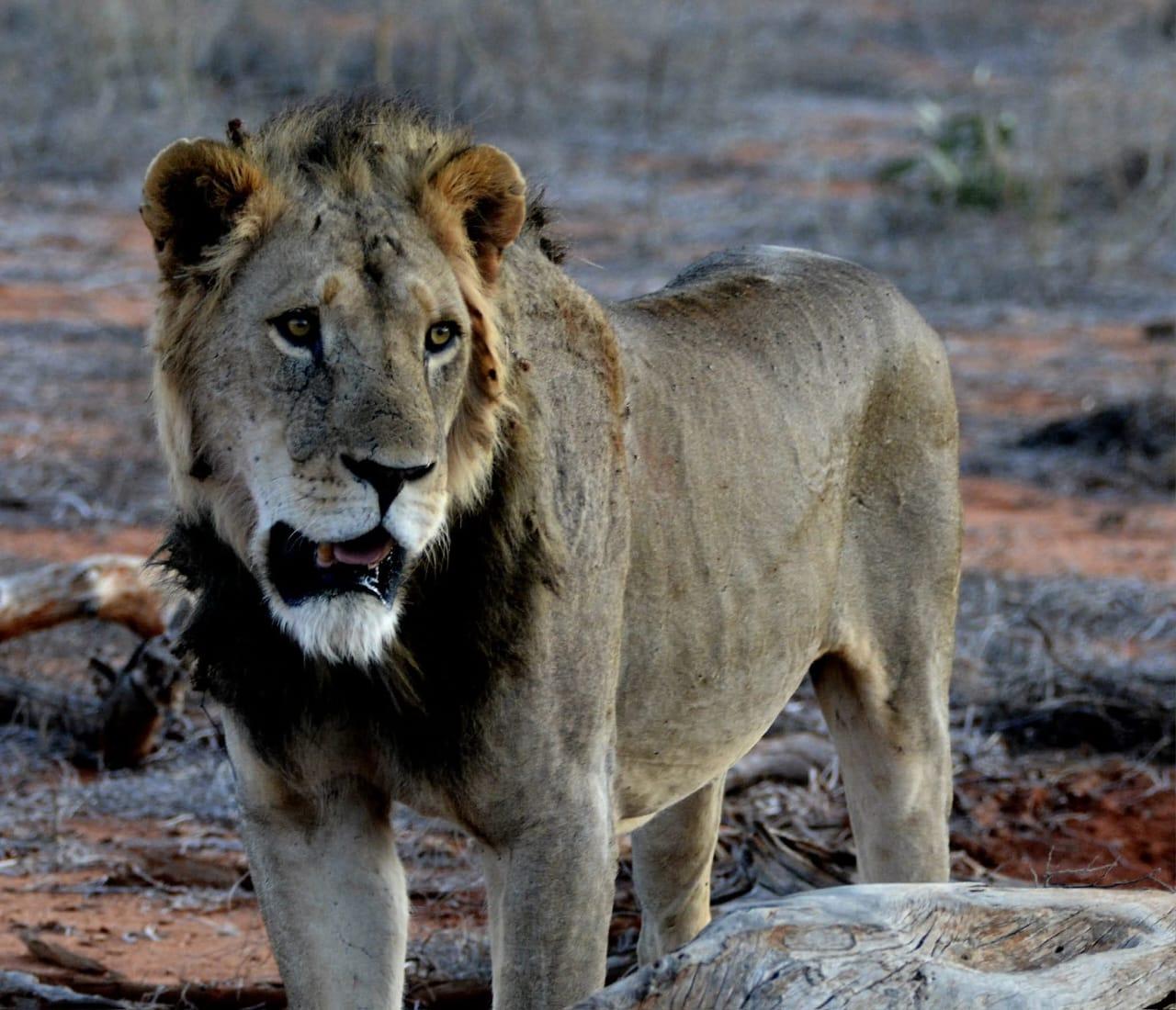 A male lion standing on red soil, looking straight down the lens