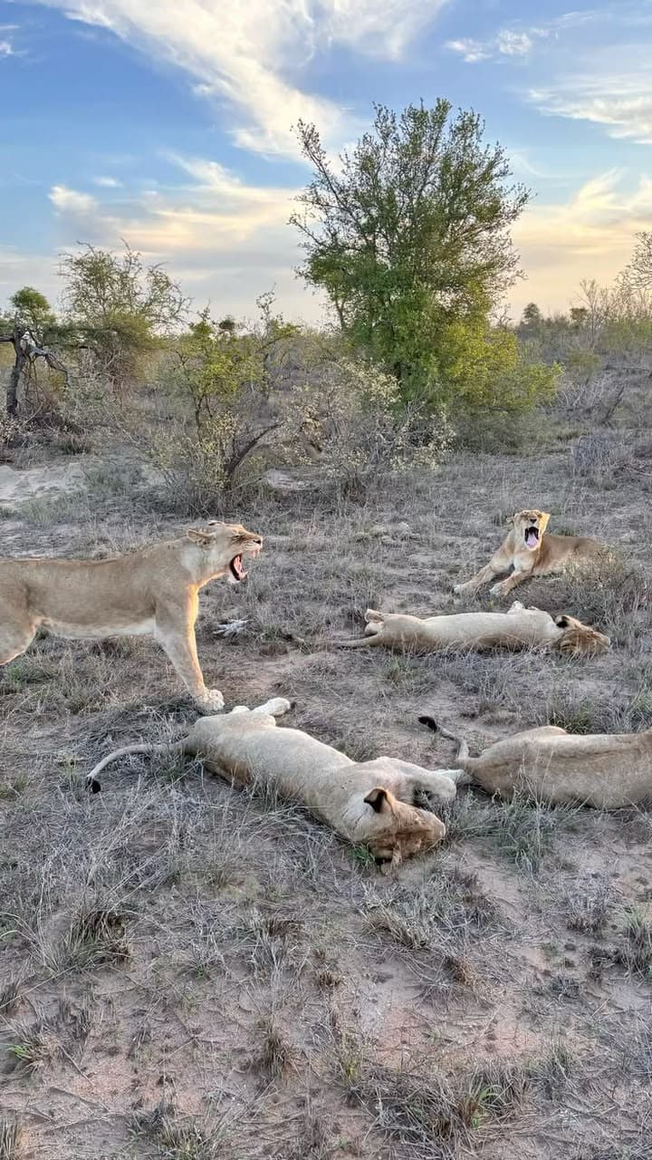A pride of lions sprawled asleep in the scrub as the light goes