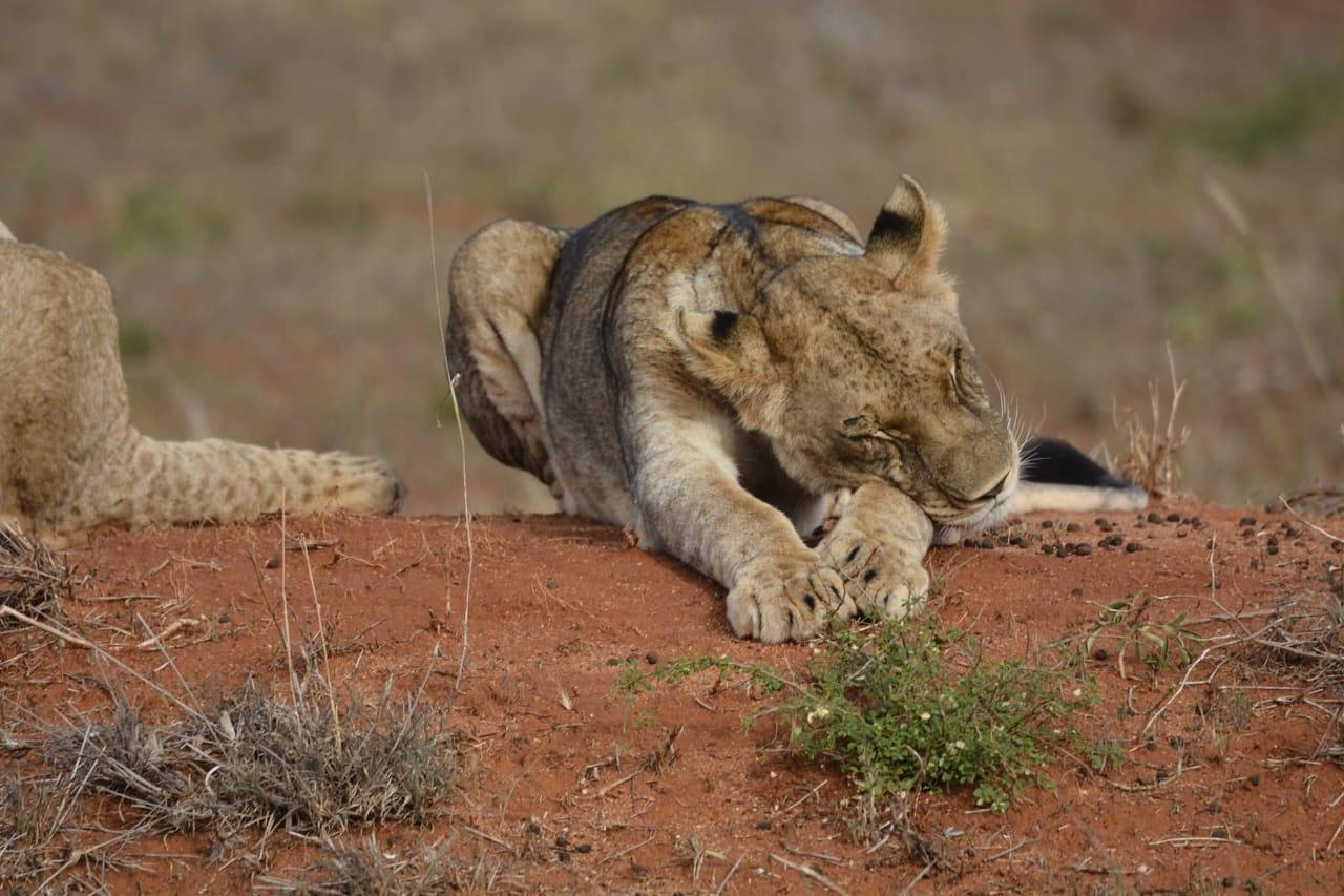 A young lion stretching out on red earth in the early morning