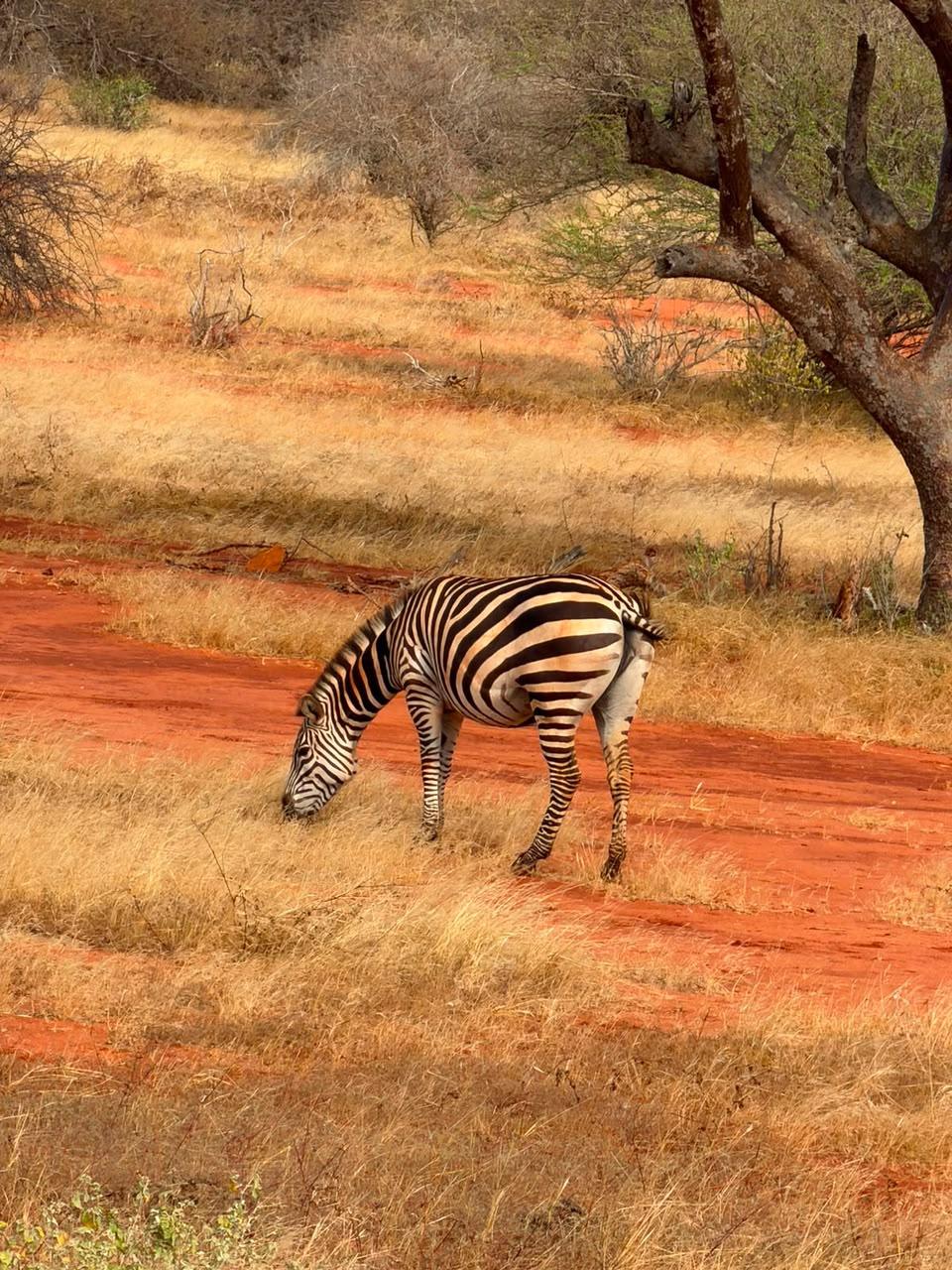 A zebra grazing at the edge of a red laterite track in Tsavo East