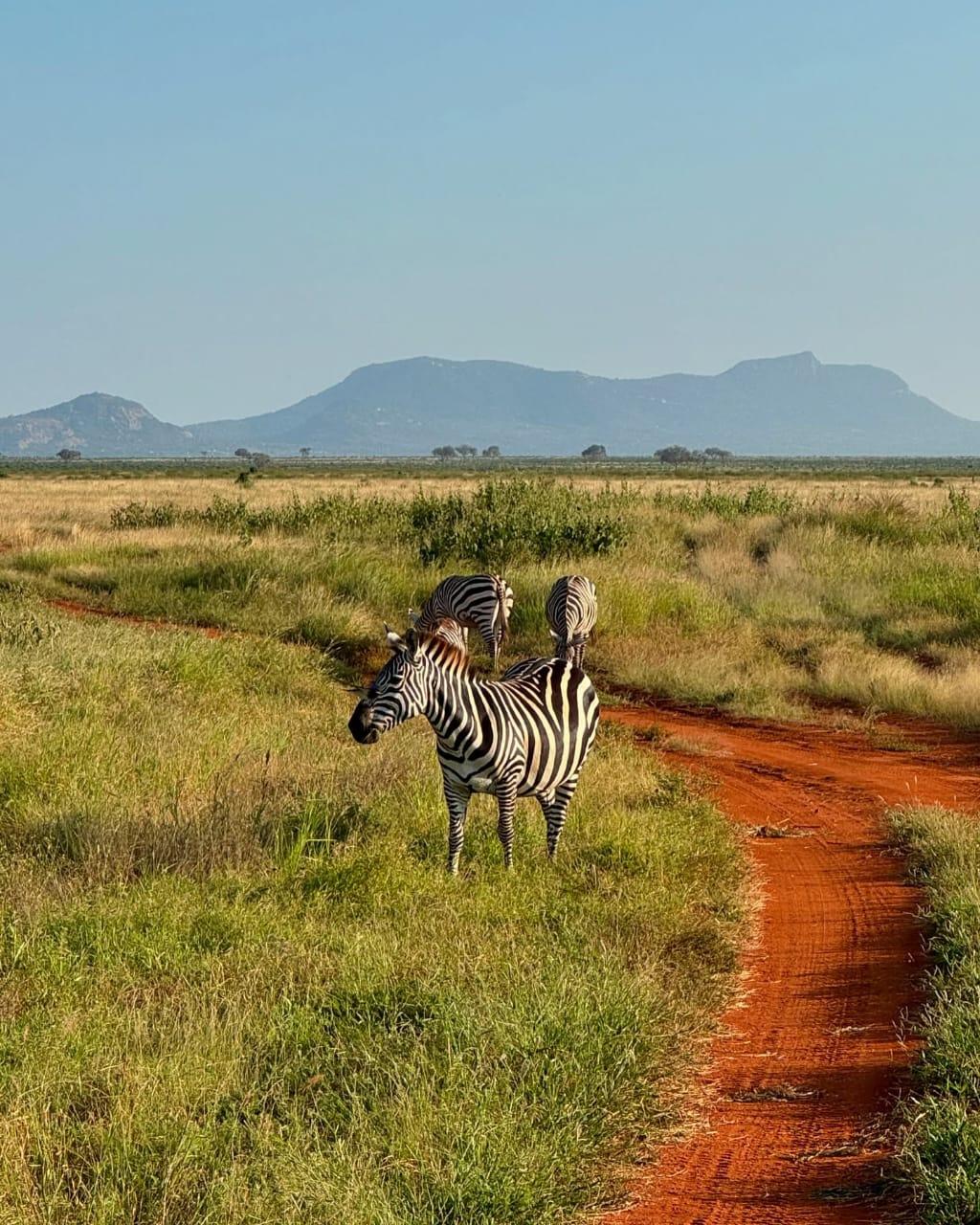 3 zebras beside a red laterite track in Tsavo East, hills on the horizon