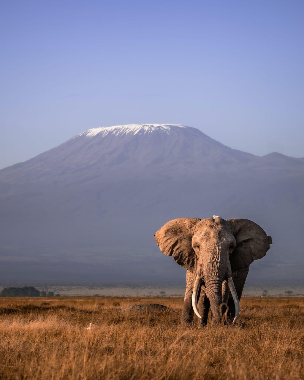 A big tusker walking through golden grass with the snow cap of Kilimanjaro behind
