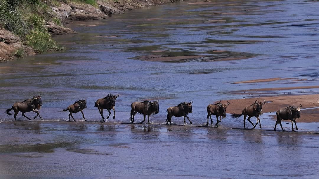 Wildebeest strung out in a single line as they cross the Mara River