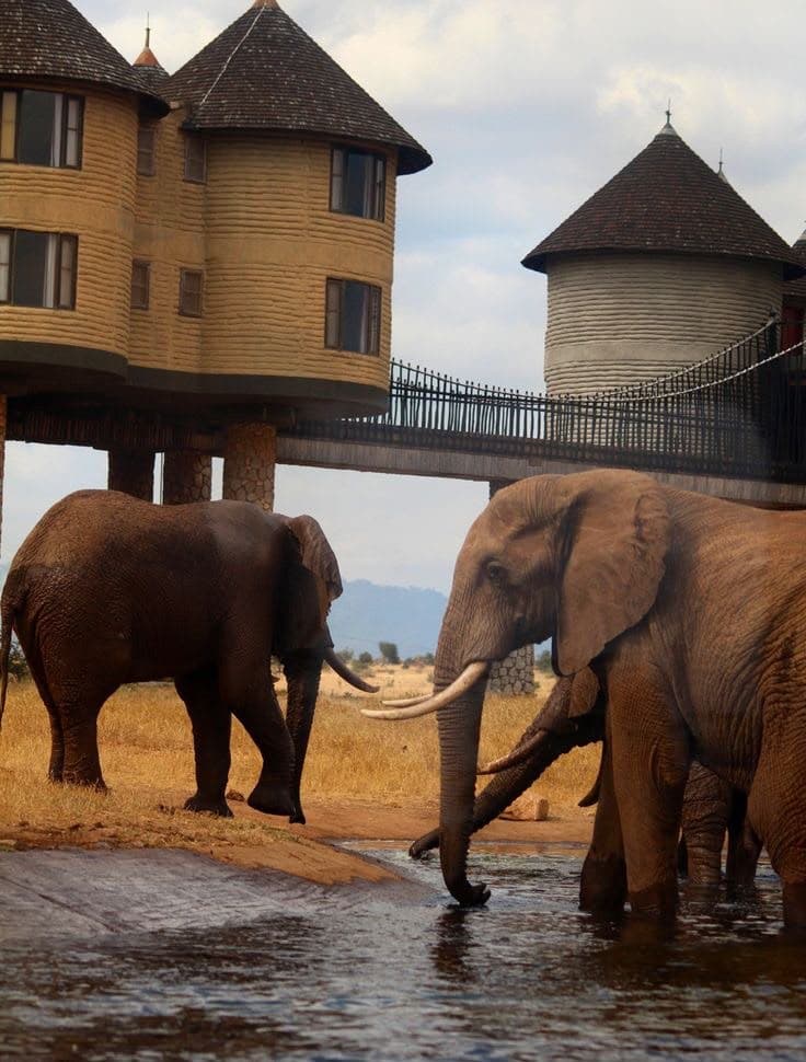 Elephants drinking at the waterhole directly beneath the raised towers of Salt Lick Game Lodge