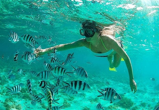 A snorkeller reaching out to a shoal of black-and-white sergeant-major fish in clear turquoise water